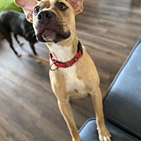 adopt a pet