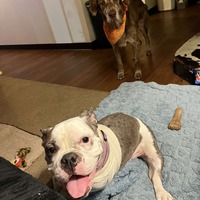 adopt a pet