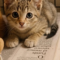 adopt a pet