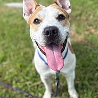 adopt a pet