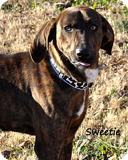 Sedan Ks Redbone Coonhound Meet Sweetie A Pet For Adoption