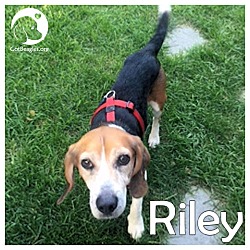 Thumbnail photo of Riley #1
