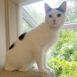 Kittens For Sale In Portland Oregon Adoptapet Com