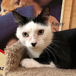 Thumbnail photo of Sassy #4