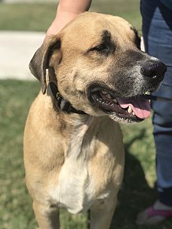 bravecto for dogs petsmart