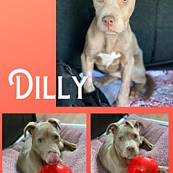Thumbnail photo of Dilly #1