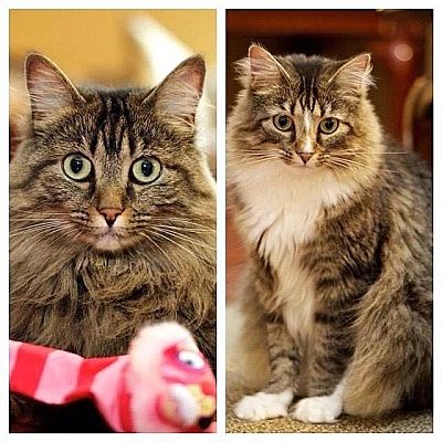 Louisville Ky Maine Coon Meet Kiwi A Pet For Adoption Adoptapet Com