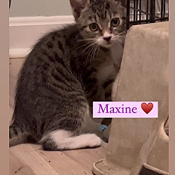Thumbnail photo of Maxine #1