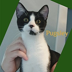 Photo of PUGSLEY