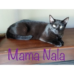 Thumbnail photo of Mama Nala #1