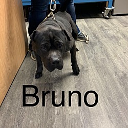 Photo of Bruno