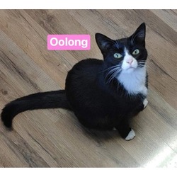 Thumbnail photo of Oolong #1