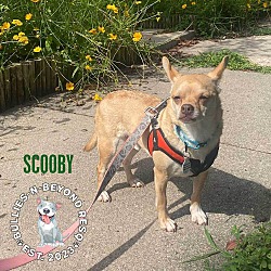 Thumbnail photo of Scooby #3