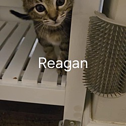 Thumbnail photo of Reagan #1