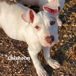 Thumbnail photo of Goliath aka Chisholm DD #3