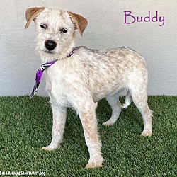 Thumbnail photo of Buddy #1