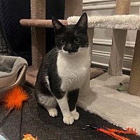 adopt a pet