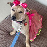 adopt a pet