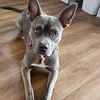 adopt a pet