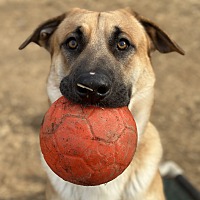 adopt a pet