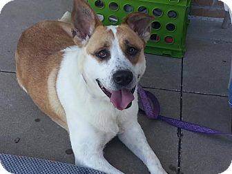 akita st bernard mix