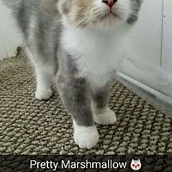 Thumbnail photo of Marshmallow #1