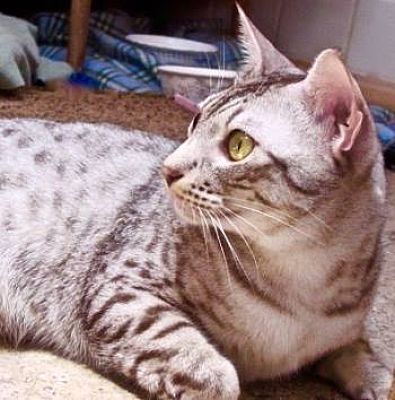ocicat adoption