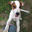 Jack Russell Terrier Puppies - Rescue and Adoption Near You