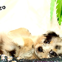 Thumbnail photo of Brizo~adopted! #2