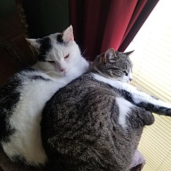 bonded pet photo