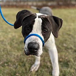 Photo of Koopa