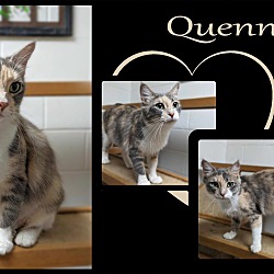 Thumbnail photo of Quenny #2