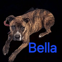 Thumbnail photo of Bella #2