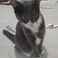 adopt a pet