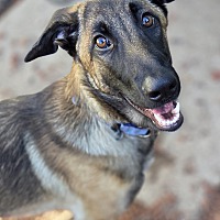 adopt a pet
