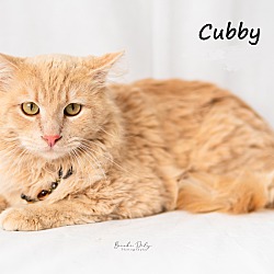 Thumbnail photo of Cubby #2