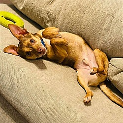 Thumbnail photo of Upsie ~ #2