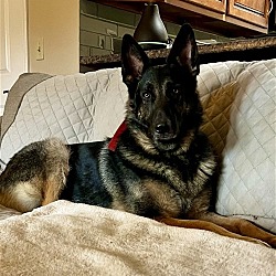 Photo of Max