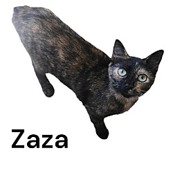 Thumbnail photo of ZaZa #2