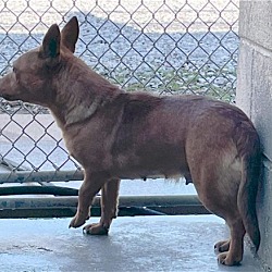 Thumbnail photo of Kiwi: Not At the shelter #2