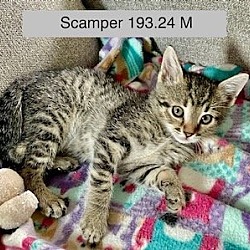 Photo of Foster Scamper
