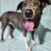 adopt a pet