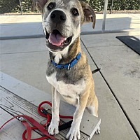 adopt a pet
