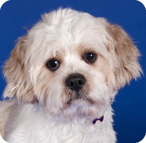 shih tzu mixed with king charles spaniel