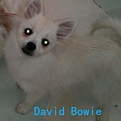 Thumbnail photo of David Bowie #2