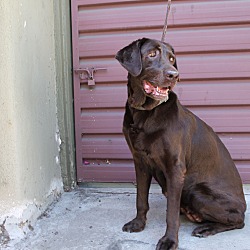 Thumbnail photo of Coco - from Bakersfield fire #2