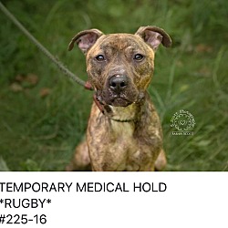 Thumbnail photo of Rugby - ADOPTED! #4