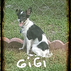 Thumbnail photo of GiGI #2