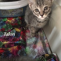 Photo of Talon