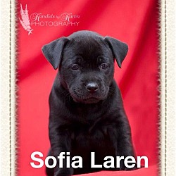Thumbnail photo of Sofia Laren #1